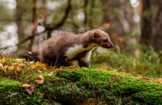 Ireland's ecosystem is home to almost 16,500 species - here are 7 you may not have spotted
