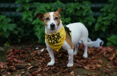 Almost 2,000 people have surrendered their dogs to Dogs Trust so far this year