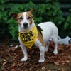 Almost 2,000 people have surrendered their dogs to Dogs Trust so far this year