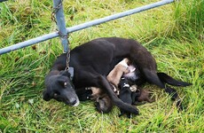 ISPCA rescues six nursing puppies after mother is found chained to gate in Co Roscommon