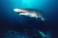 Hand of missing Scottish tourist found in tiger shark’s stomach