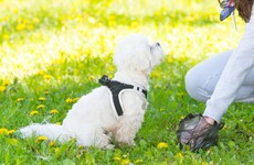 Zero dog fouling fines issued by council so far this year (78 were issued back in 2016)