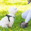 Zero dog fouling fines issued by council so far this year (78 were issued back in 2016)