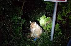 'It's absolutely shocking': Young dog with severe injuries found chained to gate