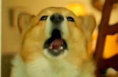 Video: Dogs bark their way through Call Me Maybe