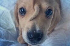 Puppy with ‘second tail’ growing from his head found wandering the streets in Missouri