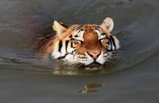In photos: big cats enjoying a bath