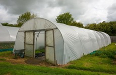From the Garden: Making the most of polytunnel growing this winter