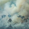 Amazon deforestation at highest level since 2008