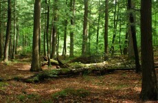 'Forest boy' outed as Dutch man who ran away from home