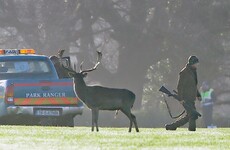 Fallow deer killed in Phoenix Park in latest cull to control population growth