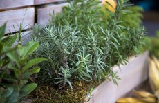 From the Garden: The debate about sustainable foods is getting louder... I've even found myself shouting at the TV recently