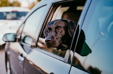 Dog rescued by police after driving unmanned car in Florida