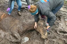 Horse put down after being found injured and stuck under gate in Meath