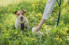 Poll: Should it be mandatory for dog owners to carry litter bags?