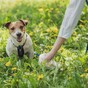 Poll: Should it be mandatory for dog owners to carry litter bags?