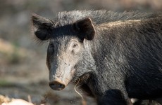 Pack of feral hogs attack and kill woman outside Texas home