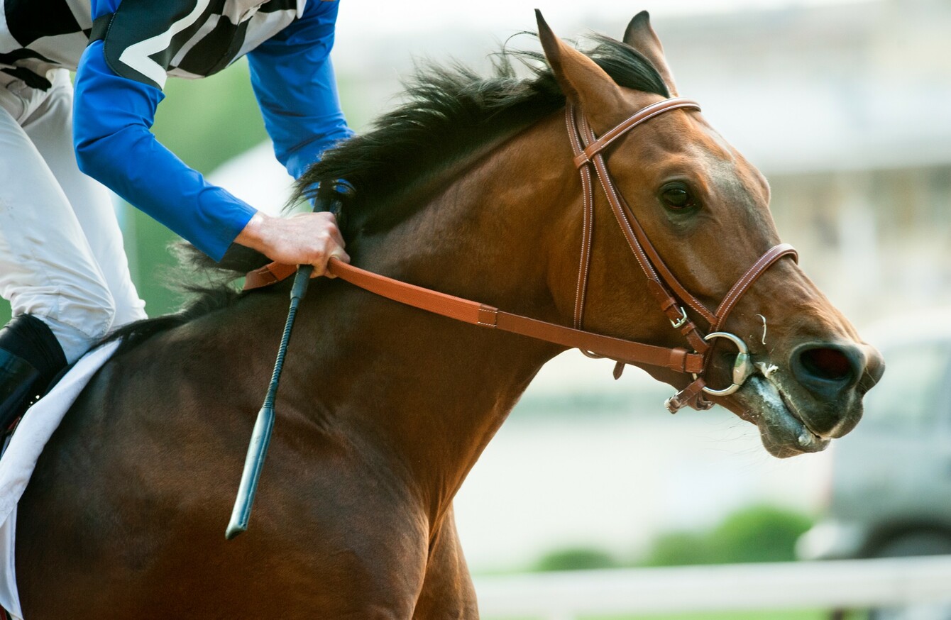 More Than 1 Horses Have Died This Year On Ireland S Racecourses