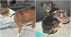 'A pitiful state': Man fined €800 after dog and puppies found underweight and infested with fleas