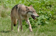 Zoo worker fatally mauled by wolves in Sweden