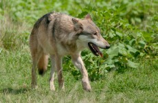 Zoo worker fatally mauled by wolves in Sweden