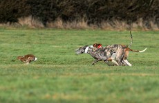 'Heinous barbarism': Public urges Heritage Minister to introduce hare coursing ban