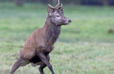Copper deficiency believed to be cause of distressing condition among Red deer in Killarney National Park