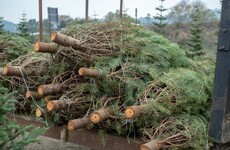 Fake or real? What kind of Christmas tree is best for the environment?