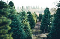 From the Garden: Buying a real Christmas tree supports local jobs and brings a certain magic to the home