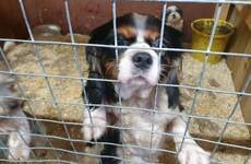 Police rescue 31 dogs and puppies in Co Tyrone