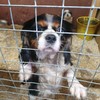 Police rescue 31 dogs and puppies in Co Tyrone