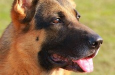 Donegal family dog stabbed five times and has throat slit