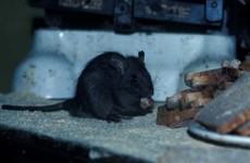 The Lambay black rat is now the only 'threatened' terrestrial mammal species in Ireland