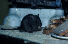 The Lambay black rat is now the only 'threatened' terrestrial mammal species in Ireland