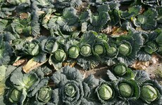 The Irish For: Cabbage in bed and fruit in a sock - a few lost rituals to help find a suitor