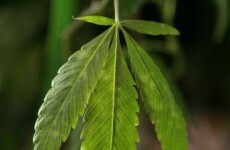 Two arrested over Laois cannabis cultivation