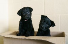 Dogs Trust hits 'paws' on adoptions of rescue pets until New Year