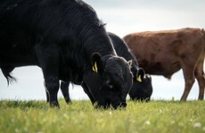 Bóthar charity says it's no longer considering sending livestock embryos to developing countries