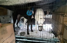 Twelve Irish-trained greyhounds discovered in cages with no food or water at Dublin Port
