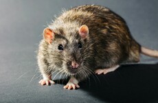 Rodents, cockroaches and cluster flies: How to keep your house clear of winter’s top pests this Christmas