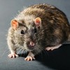 Rodents, cockroaches and cluster flies: How to keep your house clear of winter’s top pests this Christmas