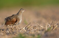 Ireland wins €4.3 million in EU funding for corncrake conservation project
