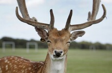 Charlie Flanagan asked OPW not to cull 20 Phoenix Park deer and to send them to Laois instead