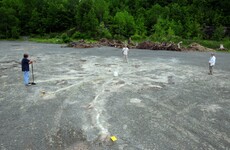 The oldest forest in the world has been discovered in an abandoned New York quarry