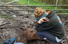'They're so cold, with no food, wasting away': Rescue charity received 30 calls about horses in one day