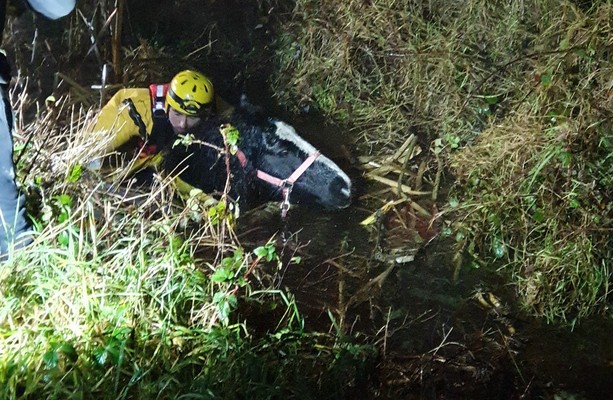 Longford emergency services rescue horse trapped in bog drain