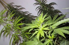 200 cannabis plants found in house in Kilkenny