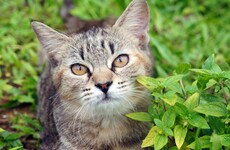 Security guard charged over spate of attacks on cats in Brighton