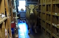VIDEO: Cow takes a wander around Ennis hardware store