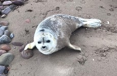 Seals usually found in the Arctic Ocean spotted in Cork and Kerry waters